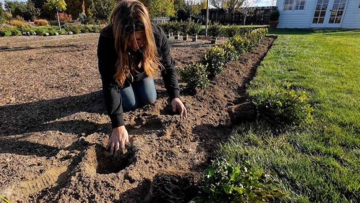 1 Laura from Garden Answer Planting Boxwood plants