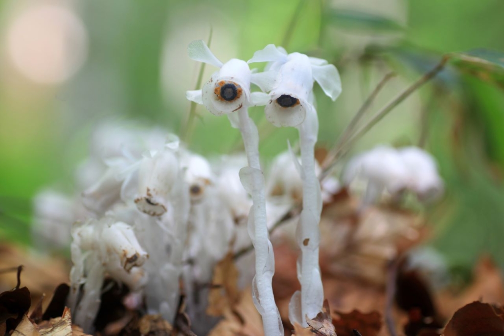 Small, white flowers