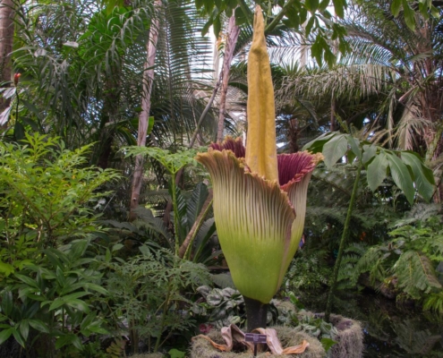 Amorphophallus titanum flower