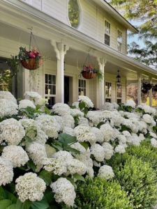 Skye Hamilton's hydrangeas