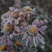 frost covering flowers, winter