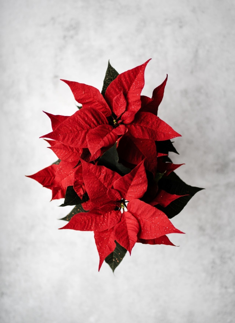 red poinsettias