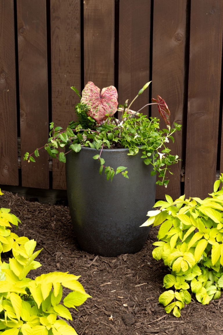 Pink perennials in pot