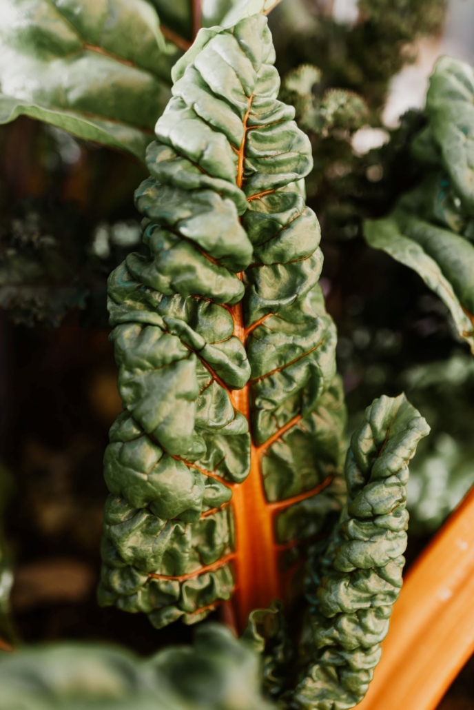 organic vegetable
