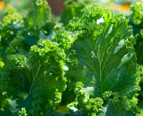 Lettuce
