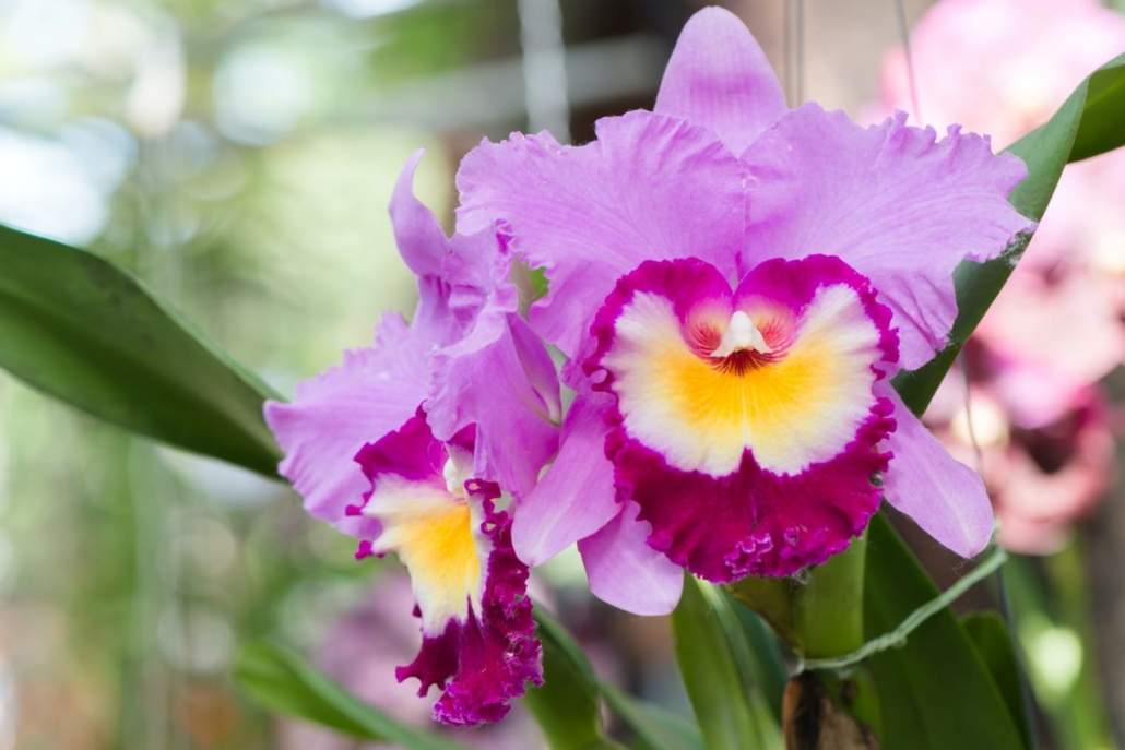Purple Hybrid Cattleya Orchid