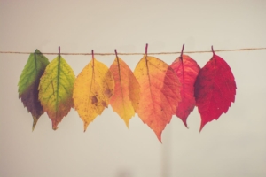 fall leaves on string
