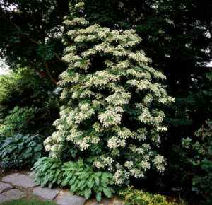 climbing hydrangea in a garden