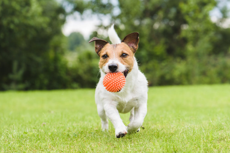 A small dog running on a lawn with a ball