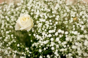 White rose surrounded by smaller white flowers