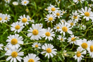 white daises