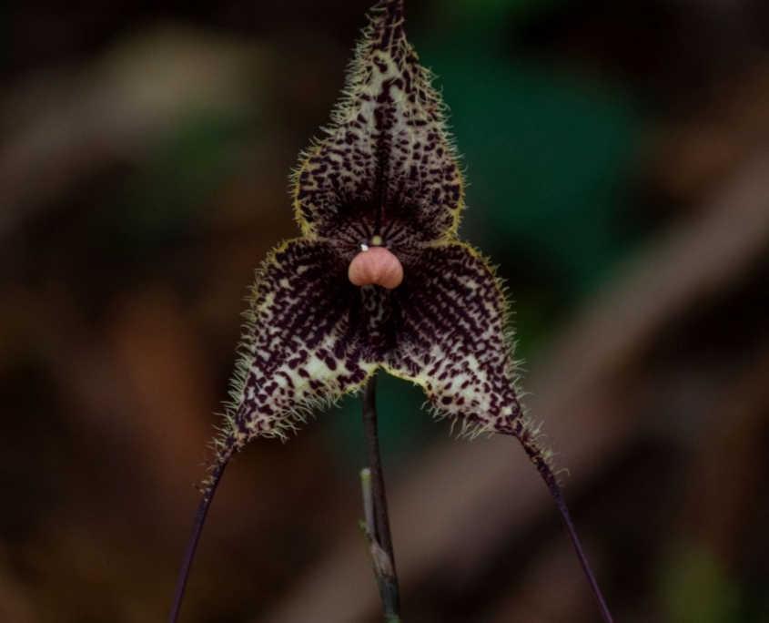 Dracula orchid, small purple flower