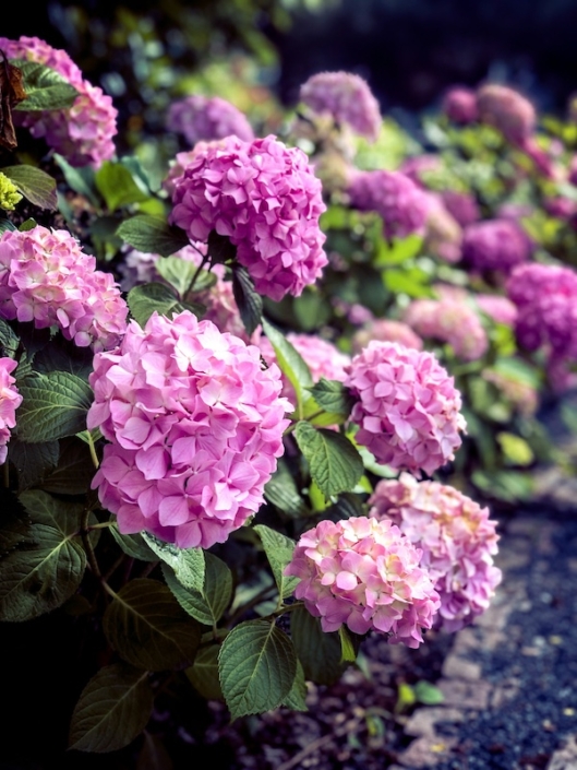 Pink Hydrangeas