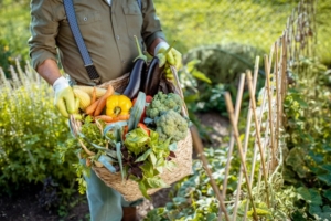 vegetable garden