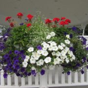 Red, White & Blue annuals in a window box.