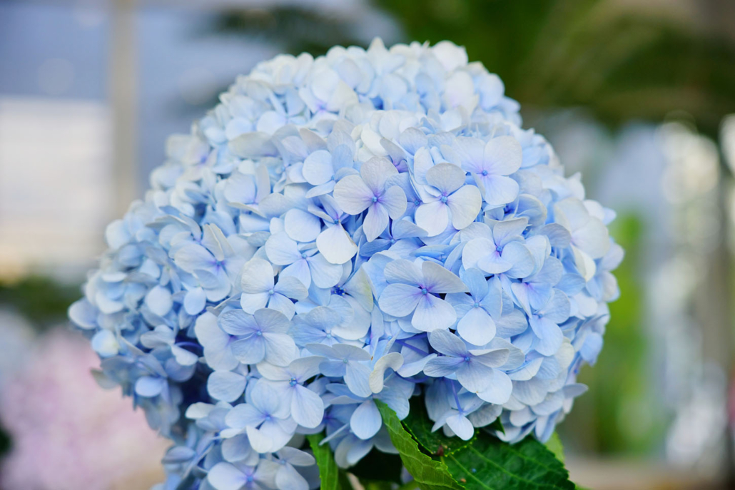 Big Leaf Hydrangea
