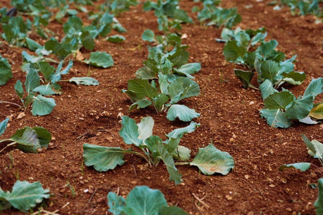 Gardening, leafy Green plants, fall gardening