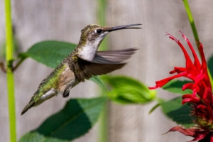 Hummingbird next to bee balm plant