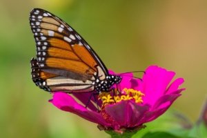 Monarch butterfly on pink flower