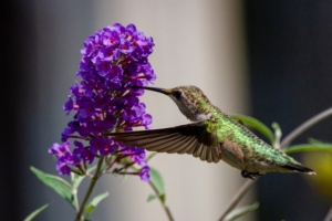 A ruby-throated hummingbird gathering nectar from a butterfly bush.
