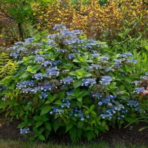 Mountain Hydrangea