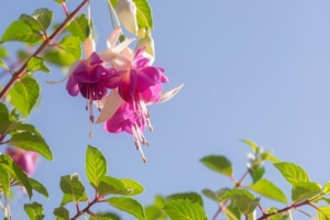 pink Fuchsia flowers and green foliage
