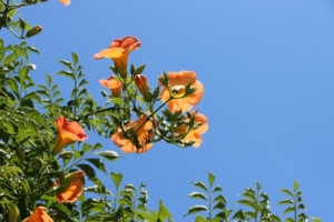 Trumpet vine flower