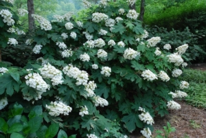 oakleaf hydrangea