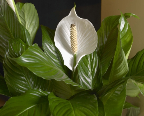 Peace Lily in bloom