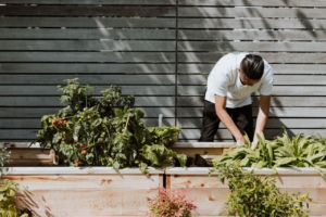 Man gardening tomatoes and vegetables in a raised bed