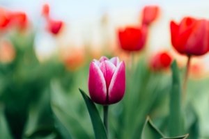 pink tulip