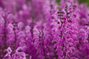 image of Salvia