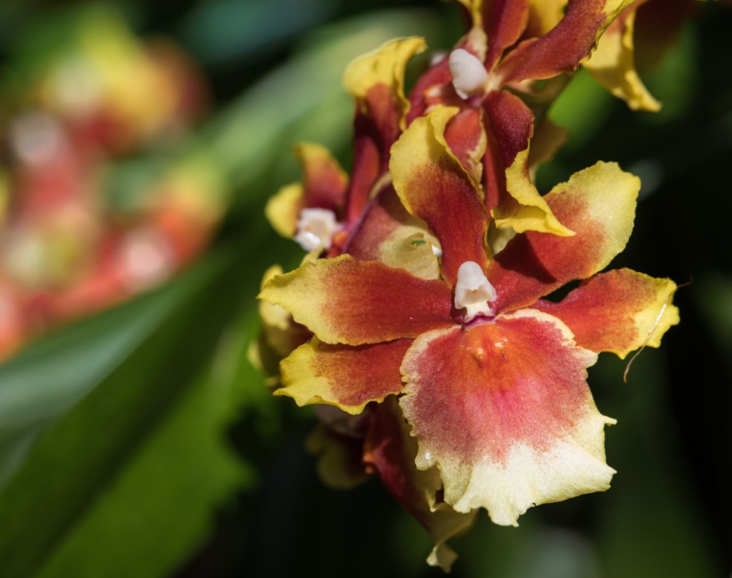Tricolor Yellow, red and white orchid