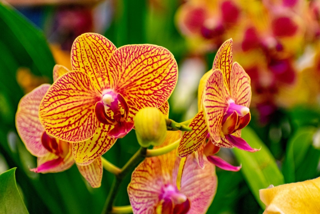 Pink, red and yellow flowers