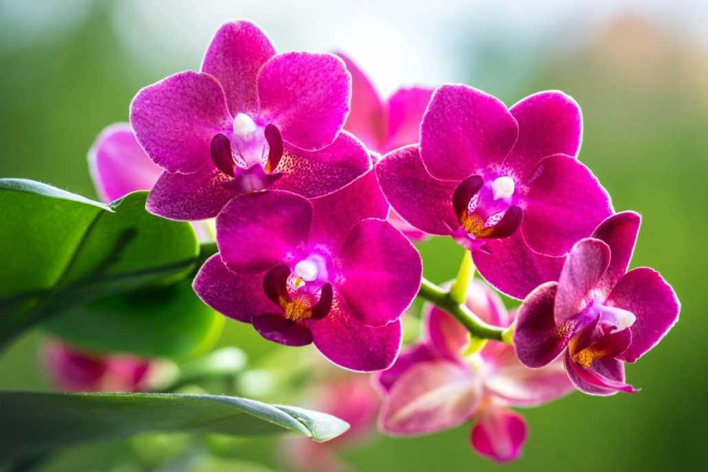 Pink Orchid