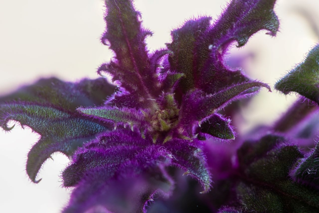 Purple, fuzzy plant
