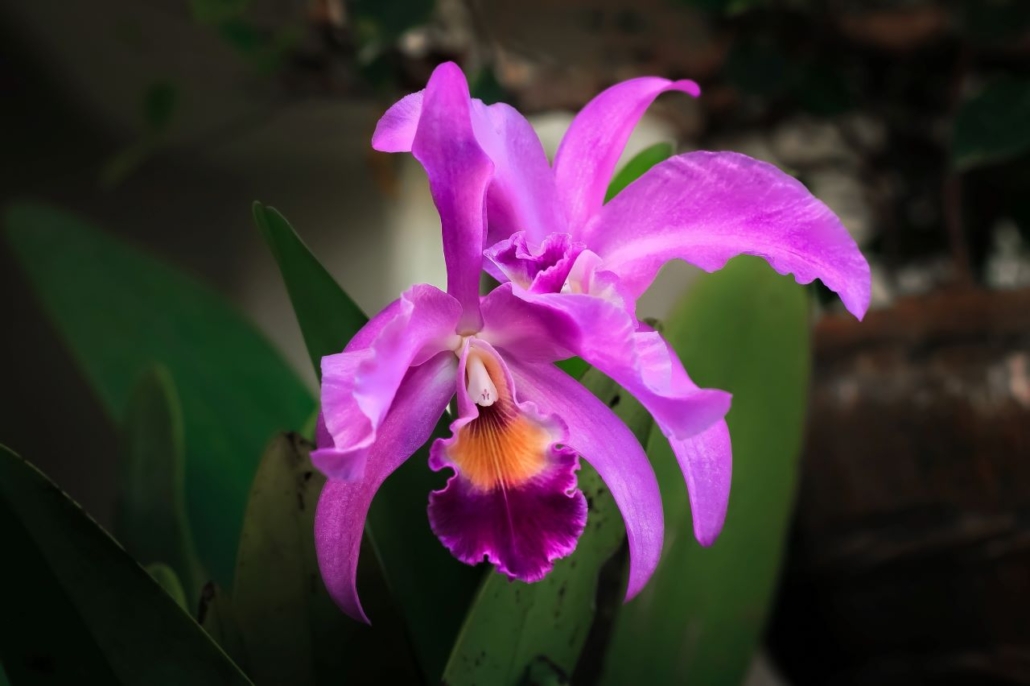 Pink and orange Cattleya flower, orchidaceae family