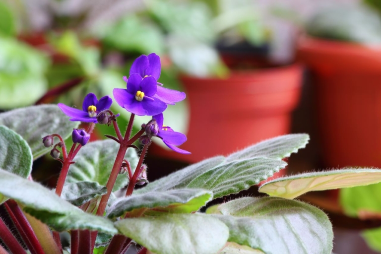 Small African Violet (Purple)
