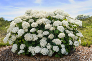 Smooth Hydrangea