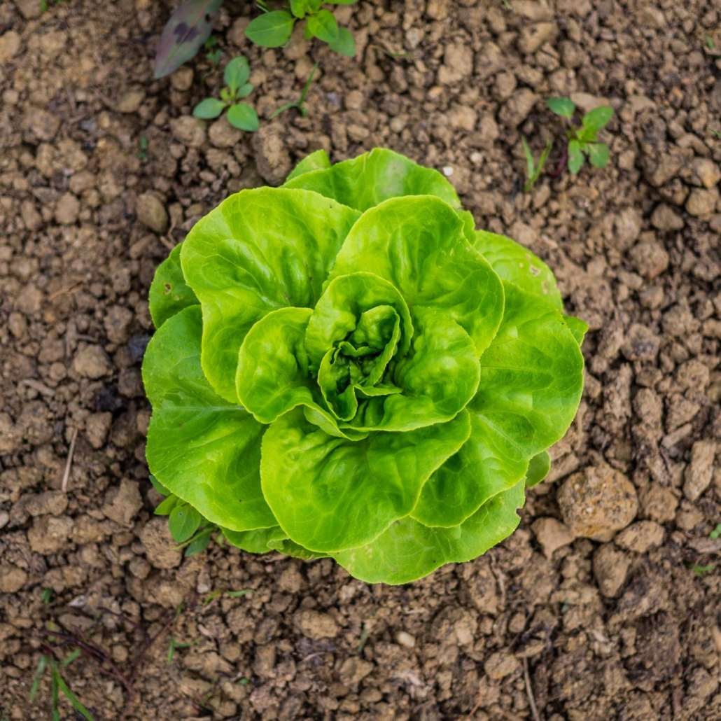 Leafy Green Plant, Lettuce