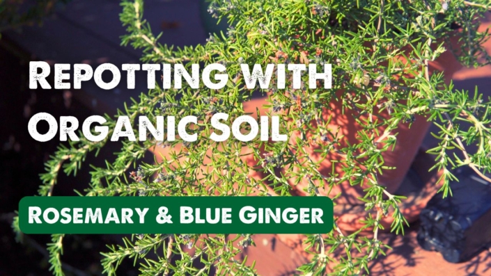 Rosemary plant in a pot