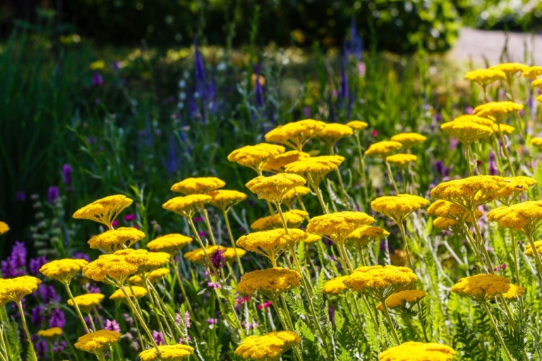 Yellow flowers
