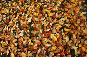 Fall leaves, autumn