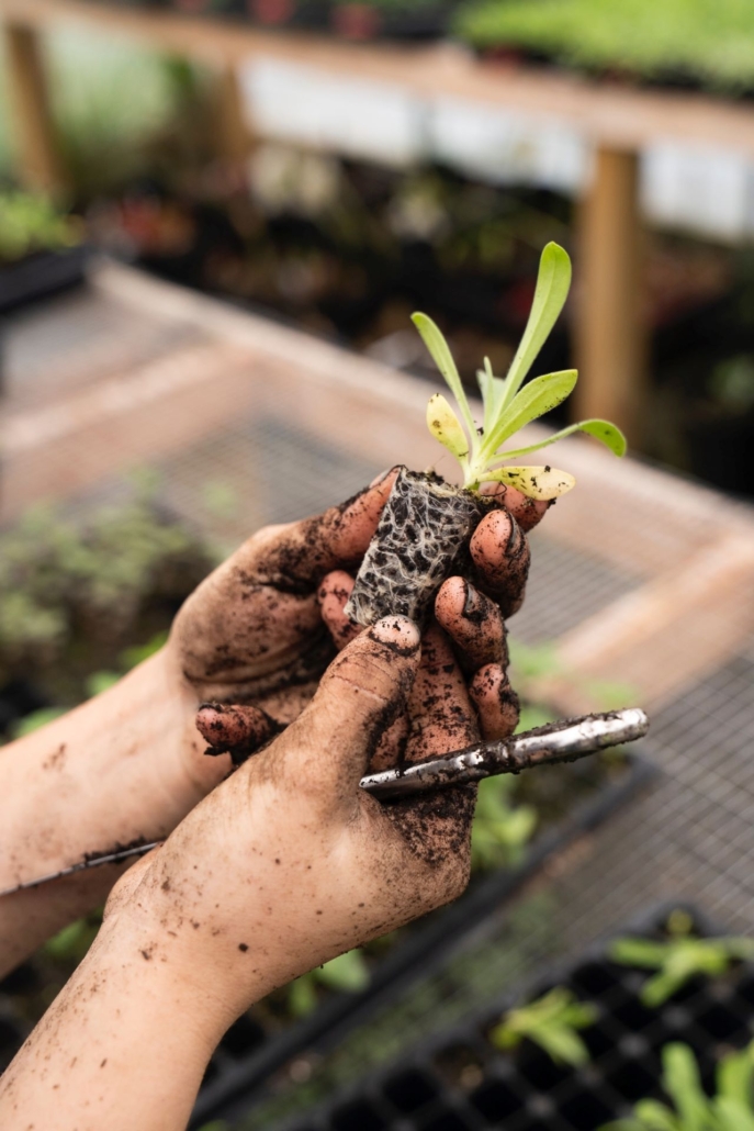 seedling being planted