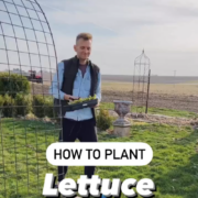 how to plant lettuce with Kaleb Wyse