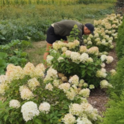 Kaleb Wyse tending to Hydrangeas