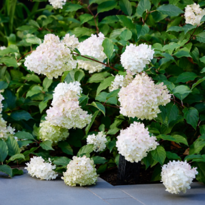 Panicle hydrangea